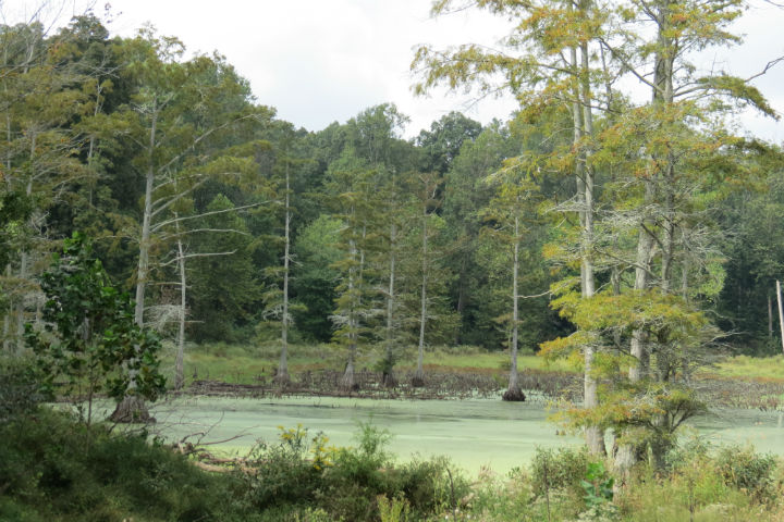 cypress swamp